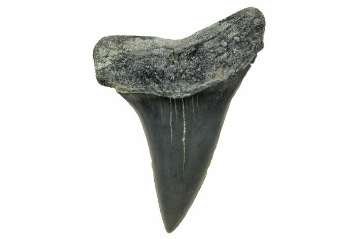 Fossil Mako Tooth - Lee Creek (Aurora), NC #300522